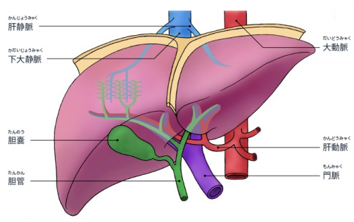 但肝脏肿瘤组织的供血,大多来自于占比较小的肝动脉.